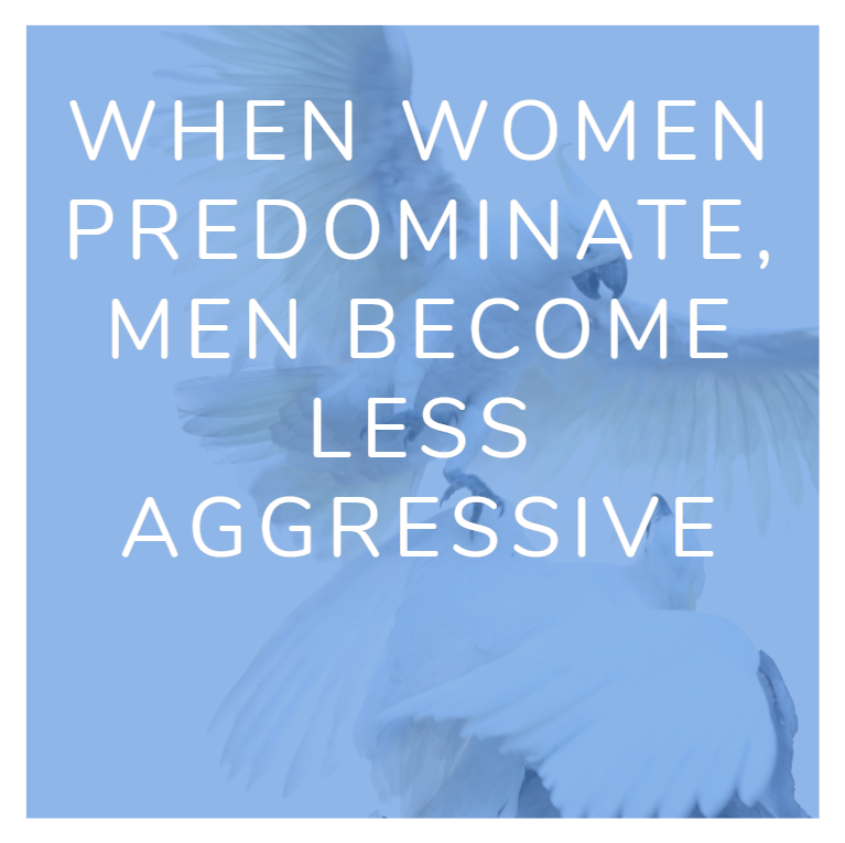 gender bias when women predominate men become less aggressive text with birds fighting behind it 
