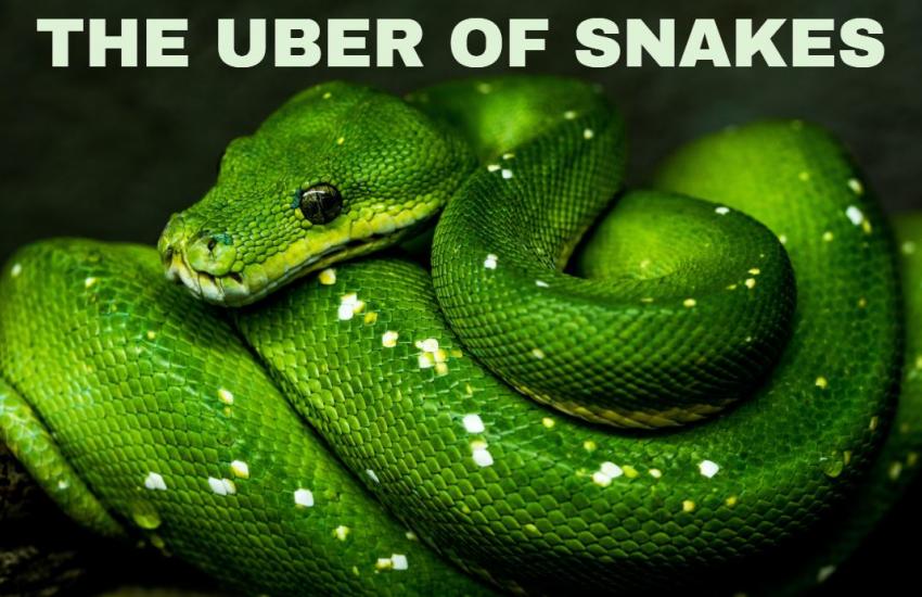 snake bite app green snake