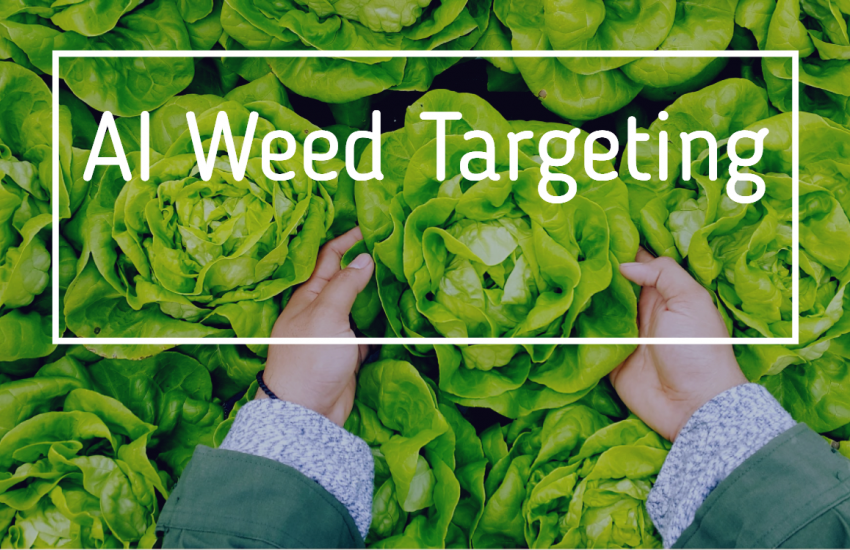 AI Weed Targeting with lettuces being picked behind
